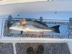 Redfish caught while fishing in NC