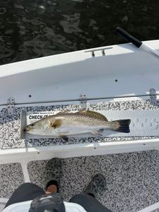 Spotted weakfish caught in NC
