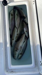 Four spotted weakfish caught in New Bern, North Carolina