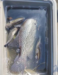 Crappie caught while fishing in NC
