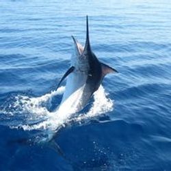 Huge Marlin at Galveston Fishing Charters