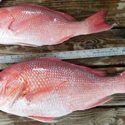 Red Snapper Spoils Galveston Fishing Charters