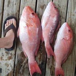 Red Snapper Fishing at Galveston Texas