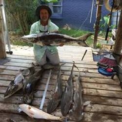 Trophy Cobia with Sharks! at Galveston Texas