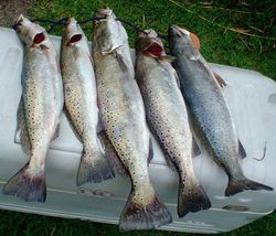 Four fish caught while fishing in Galveston