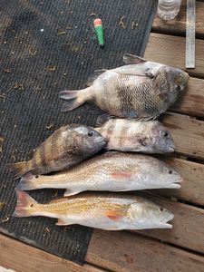 Five sheepshead fish caught in Galveston