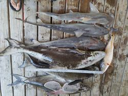 Four fish caught in Galveston during a fishing trip