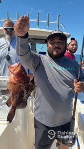 Barred Sand Bass caught while fishing in FL