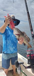 Gag Grouper fish caught while fishing in FL