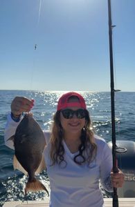 Grey Triggerfish caught while fishing in Florida