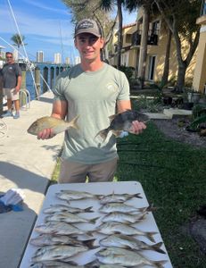 6 grey triggerfish and dog snapper in west palm beach