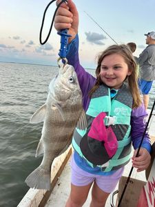 Angler with a large black drum fish in TX