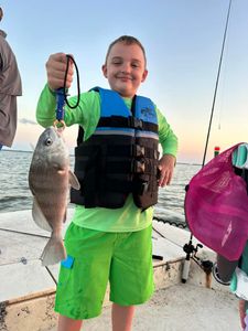 Black Drum fish caught while fishing in Matagorda