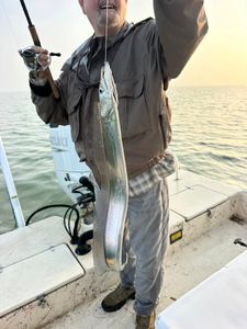 Freshly caught largehead hairtail fish displayed on fishing boat in Matagorda TX