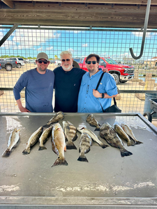 Matagorda Bay redfish and speckled trout filling the table!