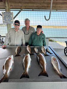 Seven redfish displayed on fish cleaning table at Matagorda TX fishing station