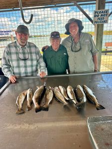 Fresh caught speckled trout displayed on fish cleaning table at Matagorda TX fishing dock