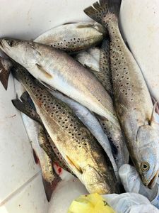 Fresh caught speckled trout from Matagorda TX fishing trip displayed in cooler