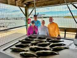 Successful speckled trout fishing trip with multiple fish displayed on cleaning station at Matagorda TX
