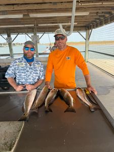 Five redfish caught while fishing in Matagorda