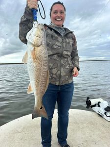 One redfish, 29 inches, caught fishing in TX