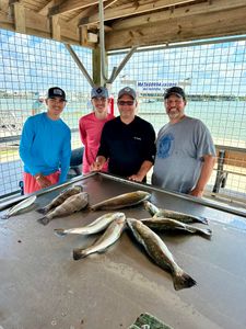 Three spotted weakfish, 18 inches long, caught while fishing in TX