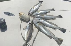 Five spotted weakfish caught in Rockport