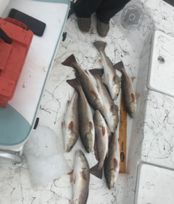Five fish caught while fishing in Rockport