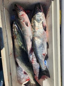 Chinook landed!