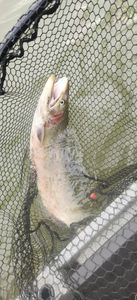 Casting lines for rainbow trout in Oregon.