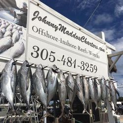 5 blackfin tuna, little tunny, and tripletail fish caught in FL