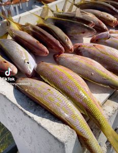 4 fish caught while fishing in FL