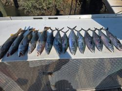 Ten fish caught while fishing in SC