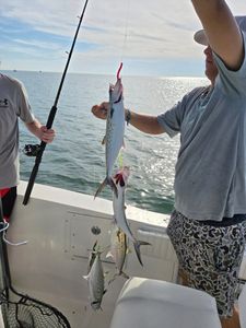 Two Spanish mackerel fish caught in Murrells Inlet