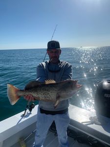 Gag Grouper fish caught while fishing in FL