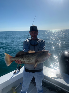 Gag Grouper, a large fish caught while fishing in FL