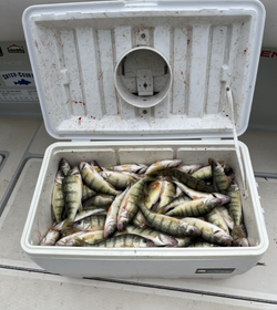 Two fish caught while fishing in MI