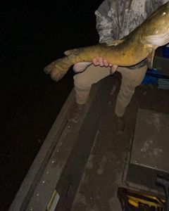 Fish-Species