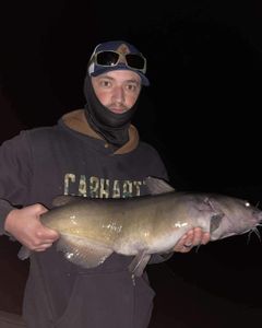Fish-Species