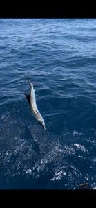 A photo of an Atlantic Needlefish caught while fishing in PA.