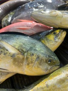 Two fishermen reeling in their catch at Selinsgrove