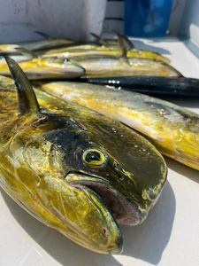 Two fishing rods with PA scenic backdrop
