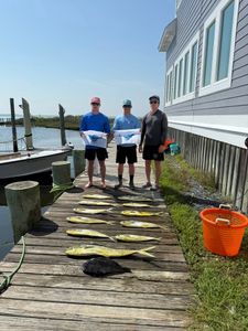 Two sea bass, 50 inches, caught fishing in Selinsgrove