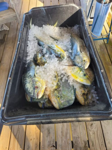 Angler fishing on Edisto Beach