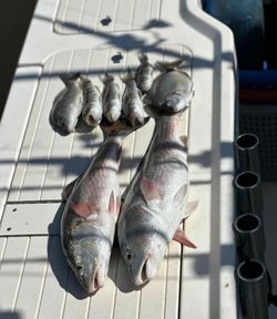 Three fish caught at Edisto Beach during a fishing trip