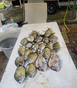 4 fish caught in SC while fishing