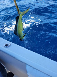 One fishing reel in scenic South Carolina location