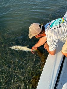 Snook being released into clear water from boat in Tarpon Springs FL