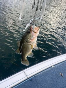 Reel them Bass in!