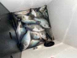 Lake Chickamauga Crappie Fishing